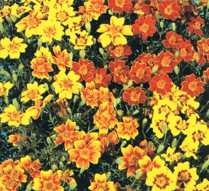 Picture of Tagetes - Starfire Mixed